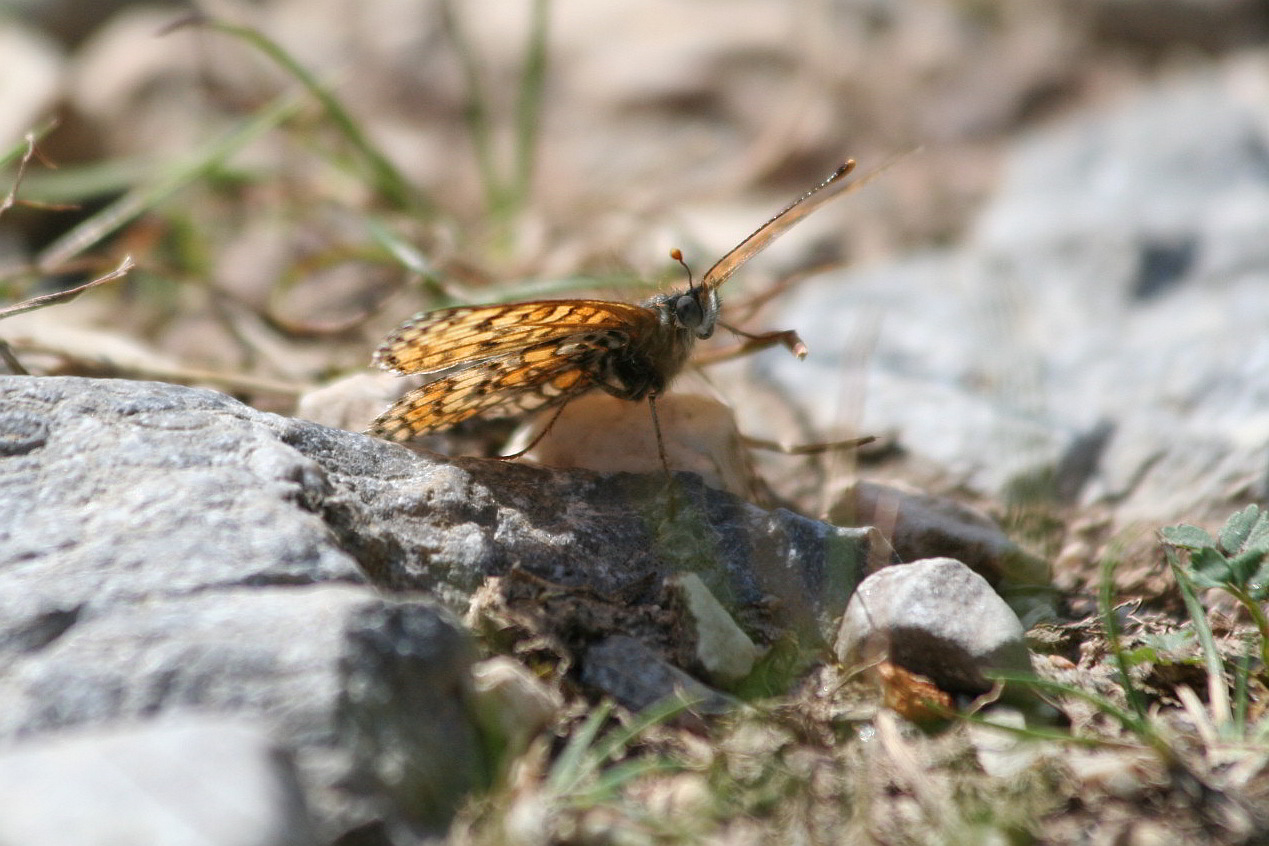 Melitaea   cinxia ? (brutte foto)